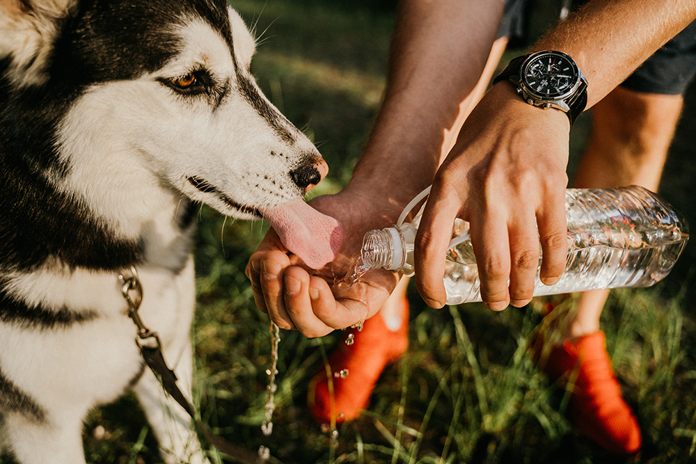 husky kutya üvegből iszik nyári hőség hőguta jelei és kezelése