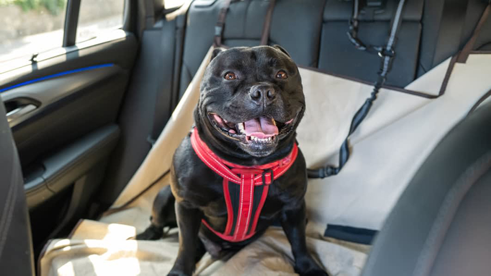 autóban hagyott kutya veszélybe kerülhet hőguta tünetei és kezelése