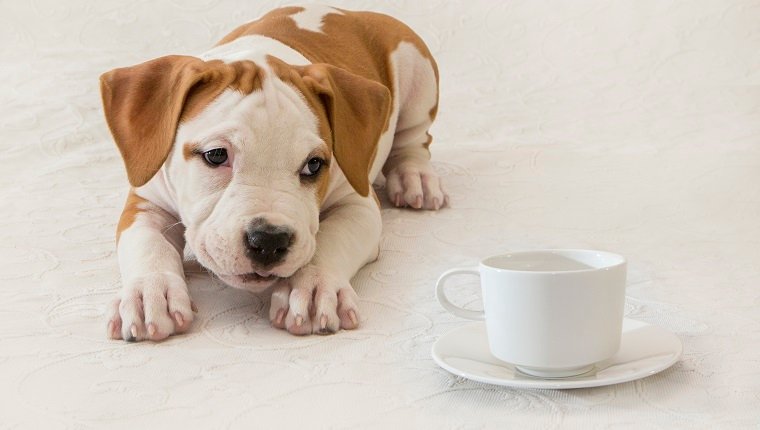 kölyök kutya egy csészét figyel kávé mérgező a kutyádnak
