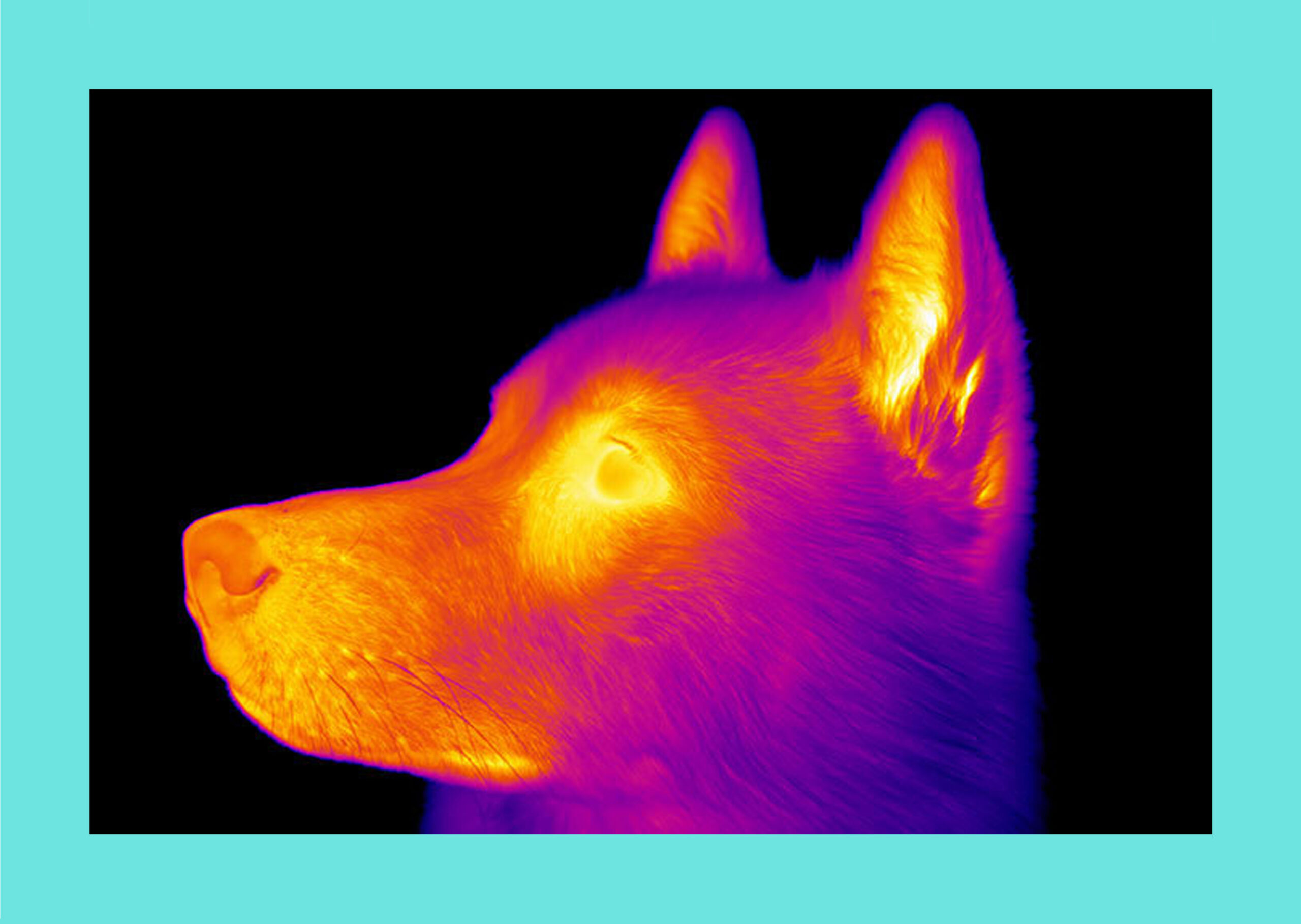 Kutyák érzékei – Beépített hőkamera