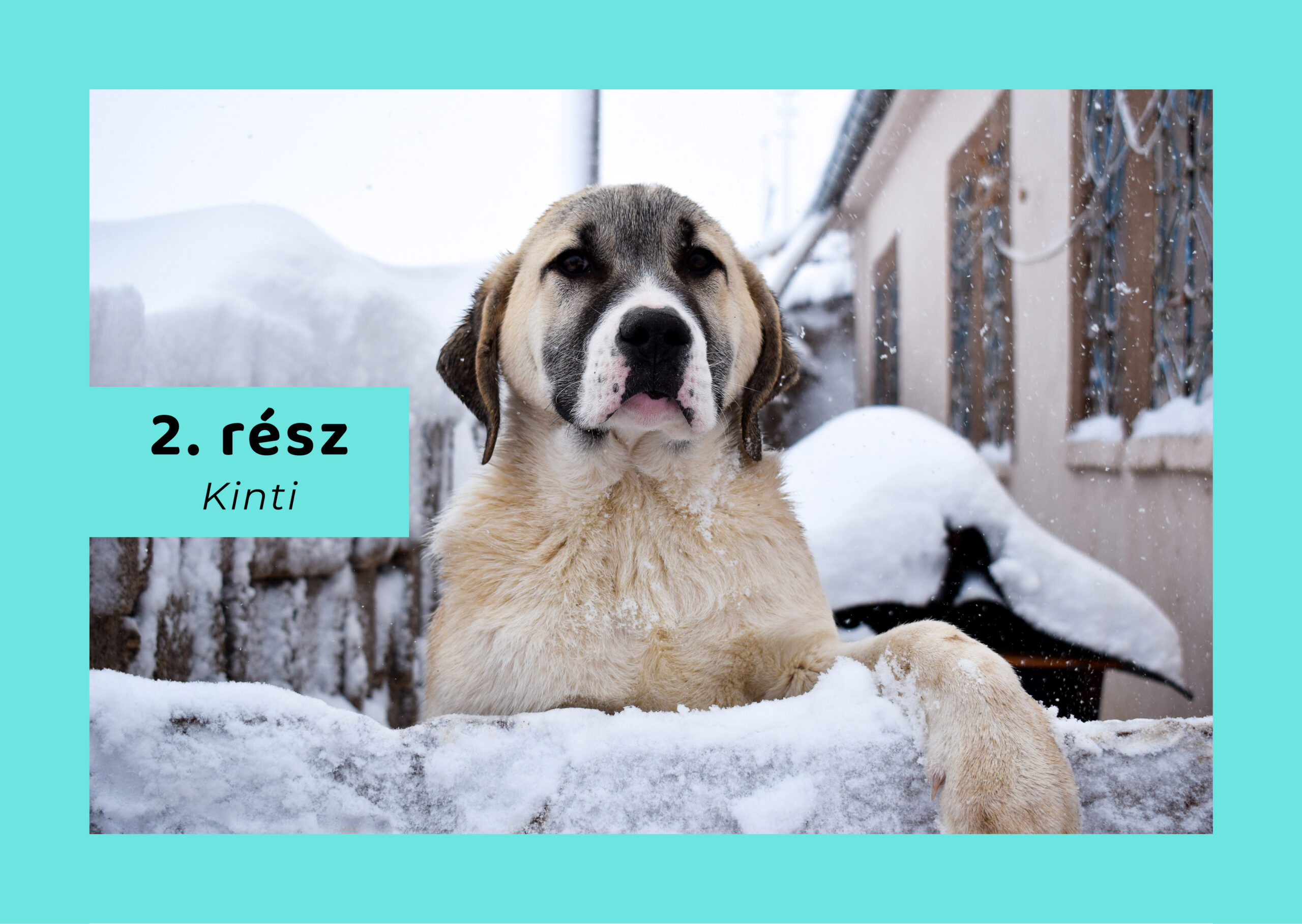 Téli felkészülés – 2.rész – kinti kutya