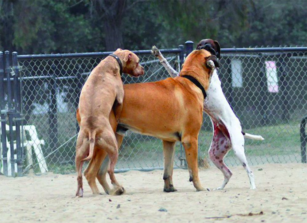 egy aktív pitbull udvarol egy nagy barna kutyának