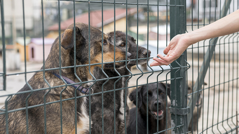 három keverék kutya üdvözli a menhelyre látogatókat