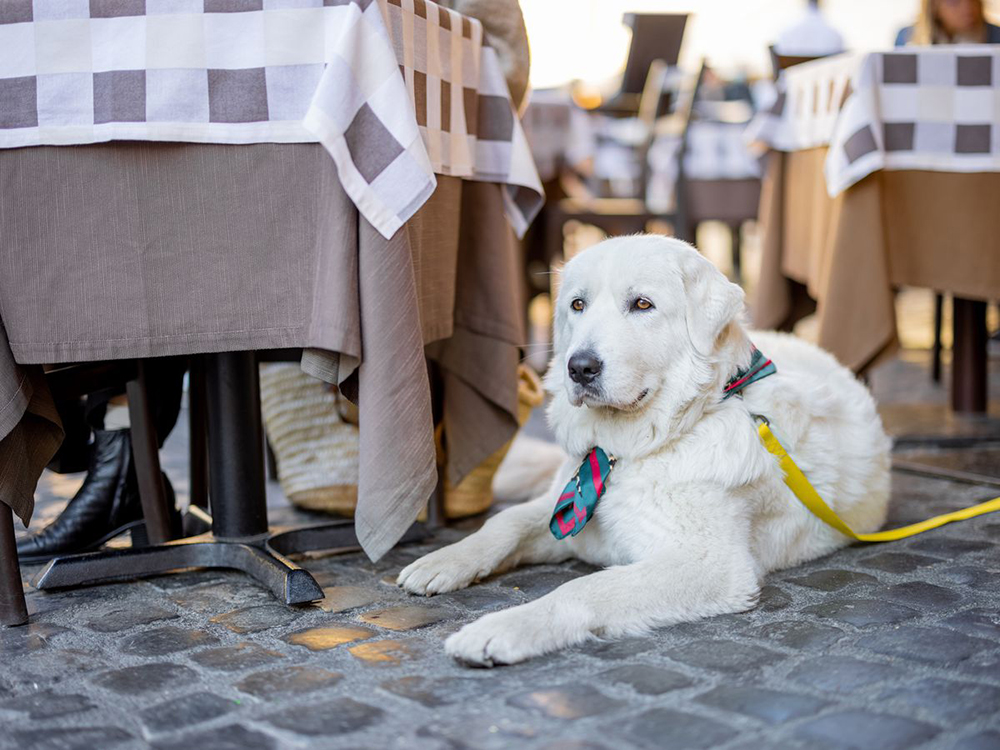 fehér kutya türelmesen várakozik az asztal melett
