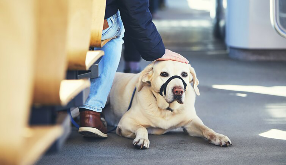 a cél hogy a kutya nyugodtan viselkedjen utazás közben is