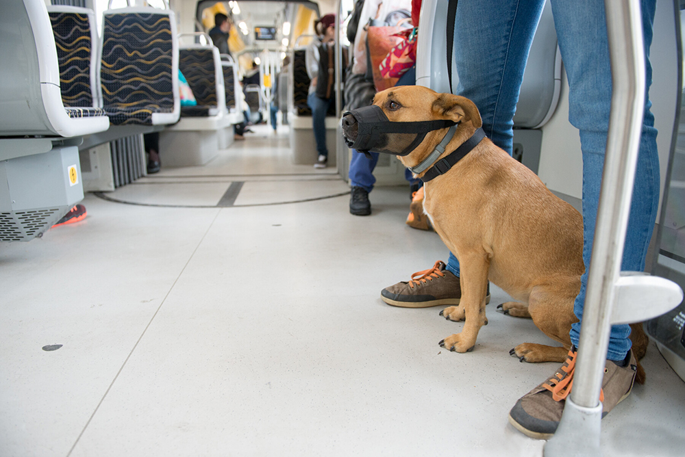 kutya a metrón köteles szájkosarat viselni