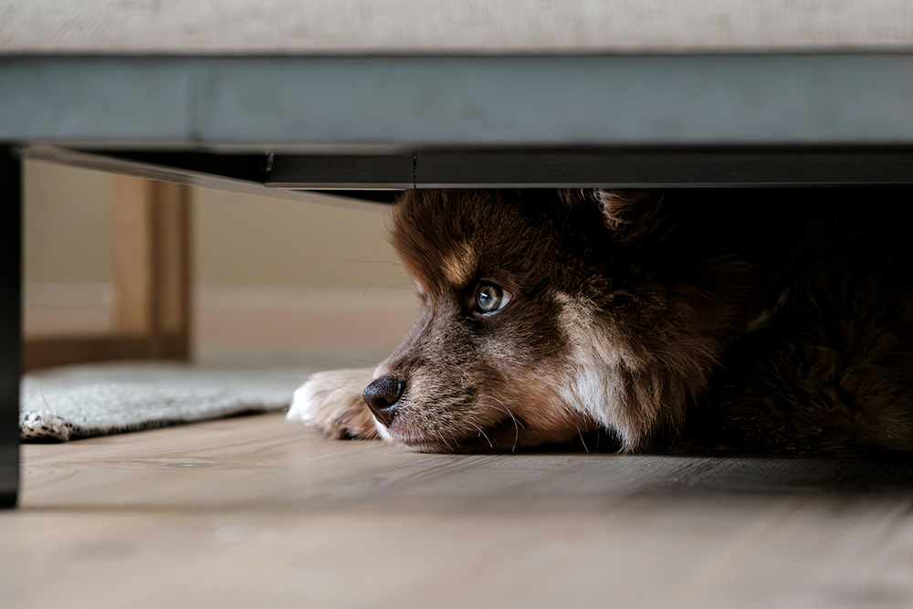 Kölyök kutya elbújt a kanapé alá