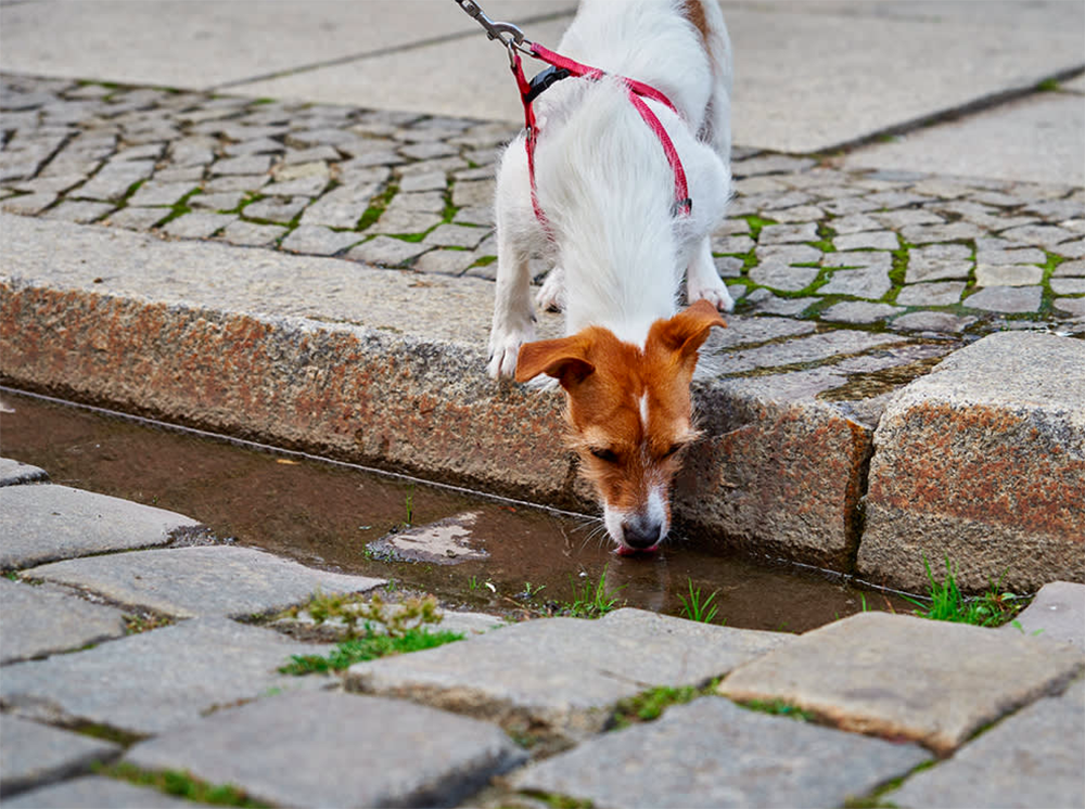 Az utcán található pocsolyák potenciálisan veszélyesek a kutyád számára